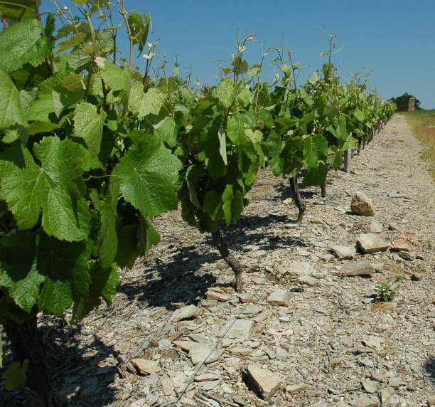Vignobles des Fiefs vendéens -  Mareuil - sol constitué de schistes. Village de Rosnay - © M.CRIVELLARO