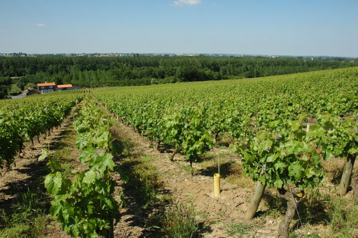 Vignobles Muscadet-Coteaux de la Loire - Village de Drain - © M.CRIVELLARO