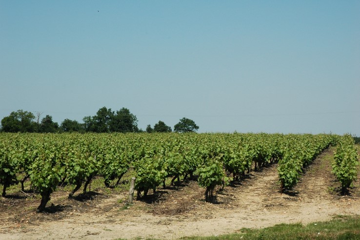 Vignobles Muscadet-Côtes de Grand-Lieu - Village de Saint-Philbert-de-Grand-Lieu - © M.CRIVELLARO