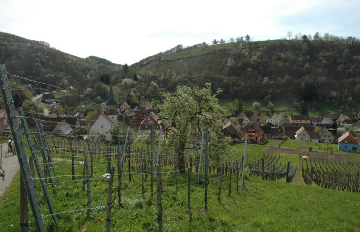 Vignoble à Albé -  Terrains composés de schistes de Villé - Photo Michel CRIVELLARO