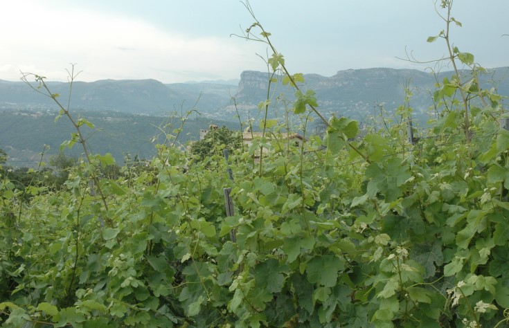 Vue du vignoble de Bellet. - Photo Michel CRIVELLARO