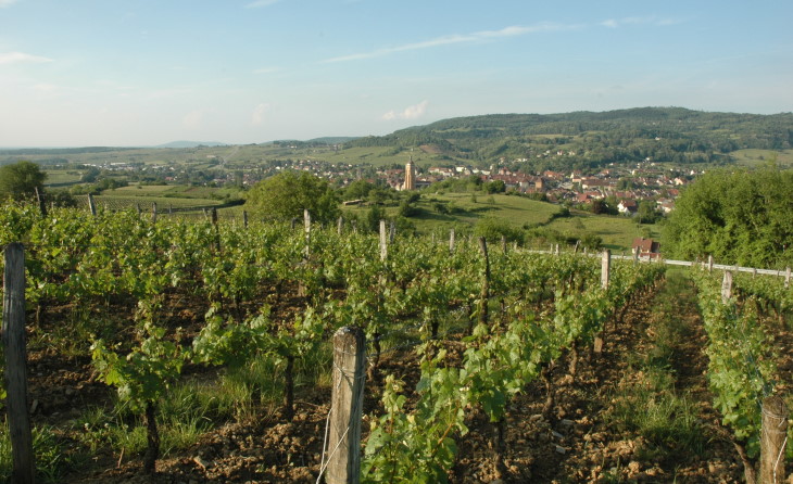 Vue générale du vignoble d'Arbois depuis la route de Pupillin.  © M.CRIVELLARO