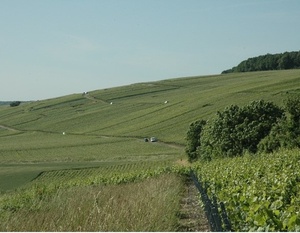 Le vignoble de Champagne de la vallée de l'Adre: de Pourcy à Treslon   