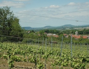 Le vignoble des Côtes de Toul de Buligny à Lucey  