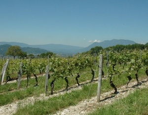 Les vignobles de l'Avant-Pays-de-Savoie, le long de la rive gauche du Rhône et autour du lac du Bourget.