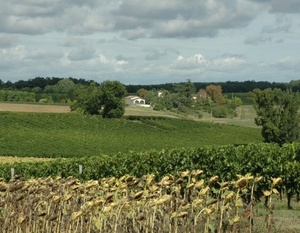 Lavardac - Le vignoble de Buzet s'étale sur les coteaux molassiques de part et d'autre de la Baïse.