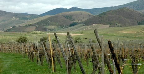 Planté sur les collines sous-vosgiennes, le vignoble fait face à la plaine d’Alsace et au Rhin - Vue d'ensemble du vignoble à proximité du village d'Andlau - Planté sur les collines sous-vosgiennes, le vignoble fait face à la plaine d’Alsace et au Rhin - Vue d'ensemble du vignoble à proximité du village d'Andlau -