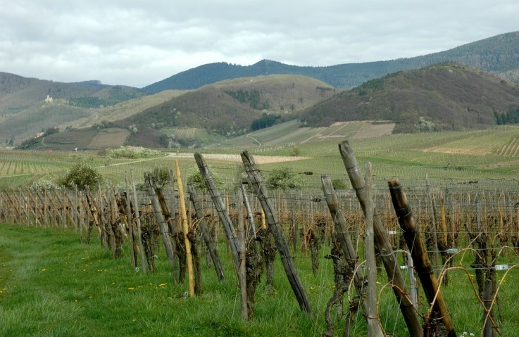  Andlau -  Vue d'ensemble du vignoble à proximité du village d'Andlau -