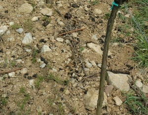 Sols et terroirs du vignoble alsacien