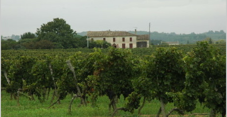 Salleboeuf - Vignoble des Premières Côtes de Bordeaux - Salleboeuf - Vignoble des Premières Côtes de Bordeaux -