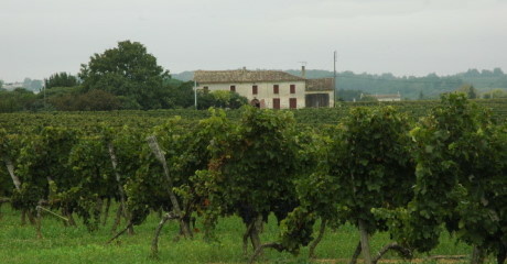 Salleboeuf - Vignoble des Premières Côtes de Bordeaux  - 