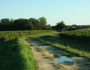 Pessac-Léognan - Vignobles et forêt