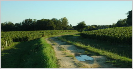Pessac-Léognan - Vignobles et forêt Pessac-Léognan - Vignobles et forêt