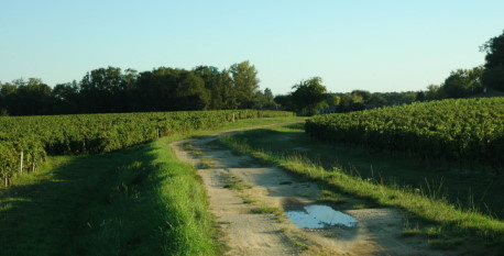 Pessac-Léognan - Vignobles et forêt