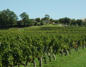 Montagne-Saint-Emilion -  Le vignoble au pied du village de Montagne - 