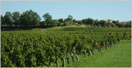 Montagne-Saint-Emilion -  Le vignoble au pied du village de Montagne - 