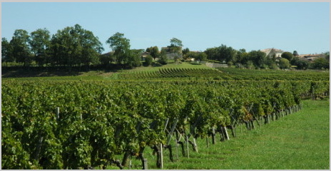 Montagne-Saint-Emilion - Le vignoble au pied du village de Montagne - Montagne-Saint-Emilion - Le vignoble au pied du village de Montagne -