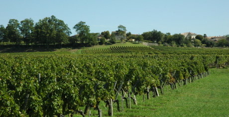 Montagne-Saint-Emilion - Le vignoble au pied du village de Montagne - Montagne-Saint-Emilion - Le vignoble au pied du village de Montagne -