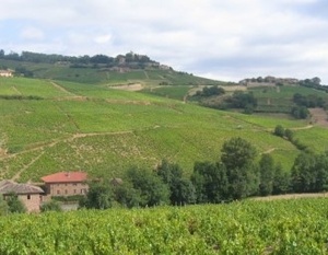 Beaujolais - Vignoble de Brouilly