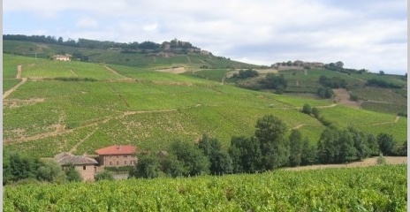 Beaujolais - Vignoble de Brouilly Beaujolais - Vignoble de Brouilly