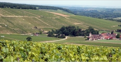 Chablis - Vignobles Domaine Daniel-Etienne Defaix Chablis - Vignobles Domaine Daniel-Etienne Defaix