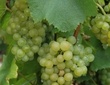 cépage Chardonnay