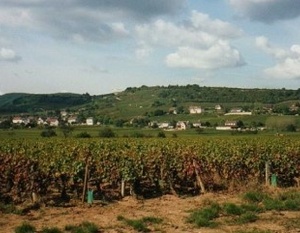 Vignoble Côte Chalonnaise - Commune de Saint-Martin-sous-Montaigu - Auteur Mpmpmp Wikipédia
