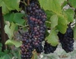 Cépage Pinot noir