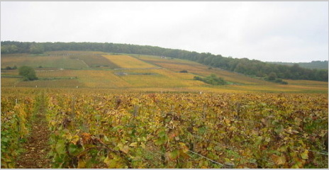 Côte de Nuits - Vignoble de gevrey-Chambertin - Auteur Arnaud 25 - Wikipédia Côte de Nuits - Vignoble de gevrey-Chambertin - Auteur Arnaud 25 - Wikipédia
