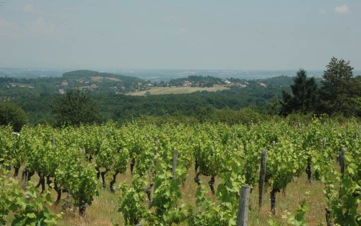 Coteaux du Lyonnais à Dardilly