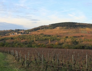 Côte de Beaune - Vignobles de Maranges