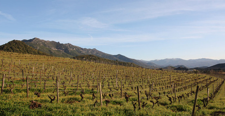 Corse -Patrimonio -Vignoble Antoine Arega Corse -Patrimonio -Vignoble Antoine Arega
