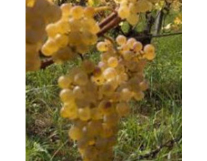 Cépage Savagnin