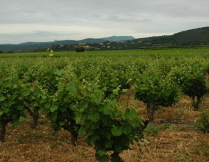 Vignoble A.O.C Languedoc - Terrasses du Larzac - Sols rouges sur calcaire oxydé -