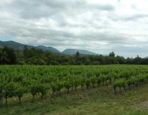 Vignoble du Roussillon à Caudiès-de-Fenouillèdes -