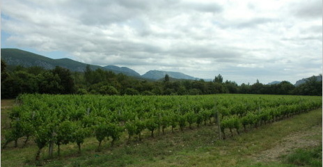 Vignoble du Roussillon à Caudiès-de-Fenouillèdes -