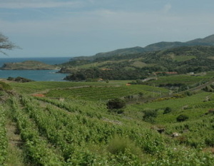 Vignobles de Banyuls  entre mer et montagnes des Pyrénées - Massif des Albères -