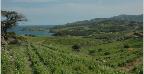 Vignobles de Banyuls entre mer et montagnes des Pyrénées - Massif des Albères - Vignobles de Banyuls entre mer et montagnes des Pyrénées - Massif des Albères -