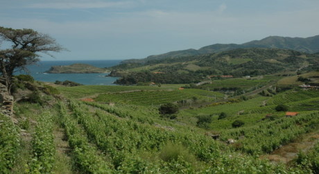 Vignobles de Banyuls  entre mer et montagnes des Pyrénées - Massif des Albères -