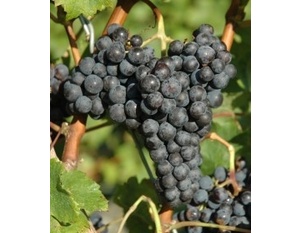 Cépage Cabernet franc