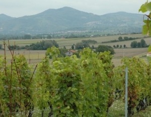 Vignoble-des-Cotes-d-Auvergne - Champeix -