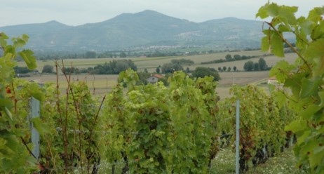 Vignoble-des-Cotes-d-Auvergne - Champeix -