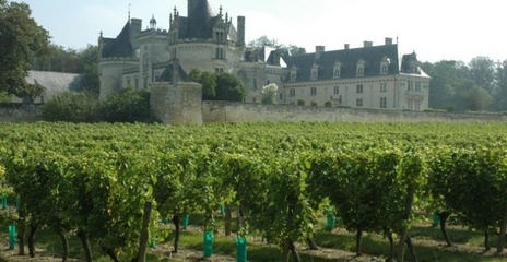 Loire - Anjou-Saumur -  Vignoble du Château de Brézé 