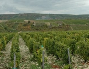 Vignoble de Sancerre -