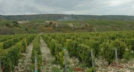 Vignoble de Sancerre -