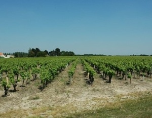 Vignobles Muscadet Sèvre et Maine - Village de Château-Thébaud -