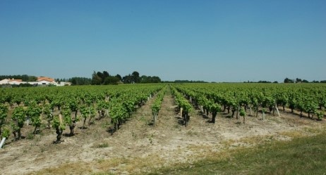 Vignobles Muscadet Sèvre et Maine - Village de Château-Thébaud -