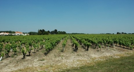 Vignobles Muscadet Sèvre et Maine - Village de Château-Thébaud - Vignobles Muscadet Sèvre et Maine - Village de Château-Thébaud -