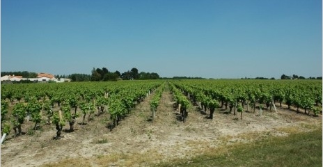 Vignobles Muscadet Sèvre et Maine - Village de Château-Thébaud - Vignobles Muscadet Sèvre et Maine - Village de Château-Thébaud -