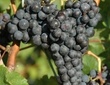 Cépage Cabernet franc